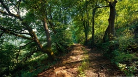 Timeline: Feria Ambiental