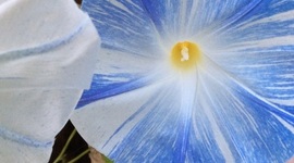 Timeline: Space Exploration