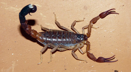 Timeline: Rafael Gonzalez