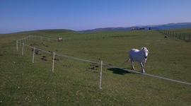 Timeline: Fence Project Timeline