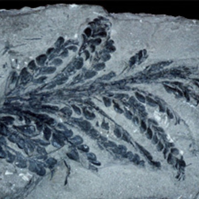 Timeline: Geologic Time Scale- Ana Thompson