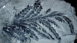 Timeline: Geologic Time Scale- Ana Thompson