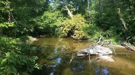 Timeline: Mia Grossi's Timeline Project