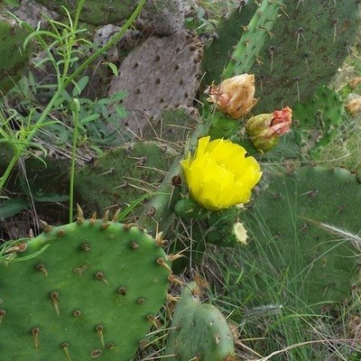 Timeline: 4.1 Key Changes Timeline