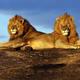 Lions rock