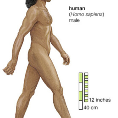 Timeline: Paleolithic/Neolithic Timeline