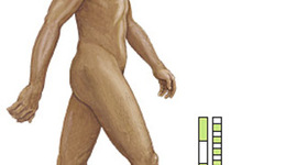 Timeline: Paleolithic/Neolithic Timeline