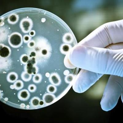 Timeline: Eventos biologicos 1977-1999