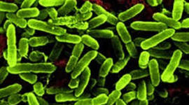 Timeline: Historia de la Microbiología (S.XIX-XX)