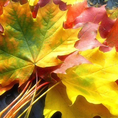 Timeline: Праздники