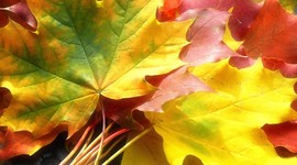 Timeline: Праздники