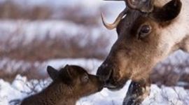 Timeline: APES Timeline