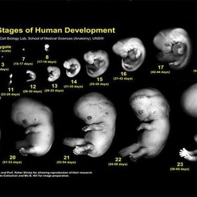 Timeline: Fetal Development Month by Month Journey