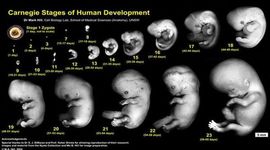 Timeline: Fetal Development Month by Month Journey