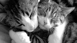 Timeline: Recursos educativos