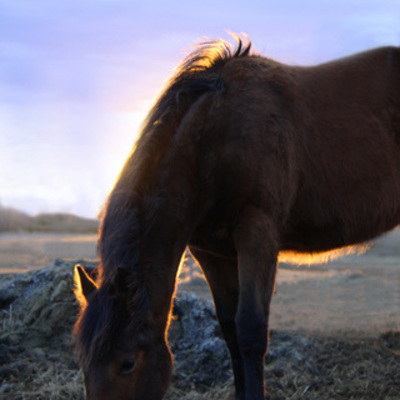 Timeline: History of the Horse