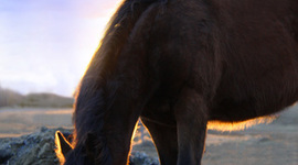 Timeline: History of the Horse