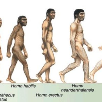 Timeline: Ancient Hominids