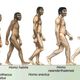 Hominids.