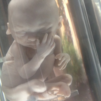 Timeline: Desarrollo de 0-6 años