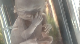 Timeline: Desarrollo de 0-6 años