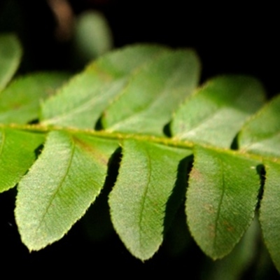 Timeline: History Timeline Assignment