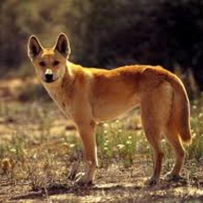 Timeline: A Dingo Ate My Baby!!