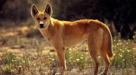 Timeline: A Dingo Ate My Baby!!
