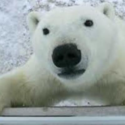 Timeline: American History I