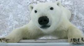 Timeline: American History I