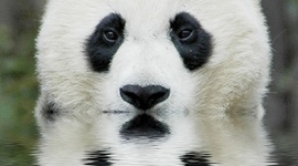 Timeline: AWotring Second Semester Timeline