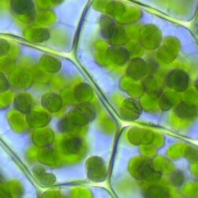 Timeline: Desde la formación de la Tierra hasta la actualidad