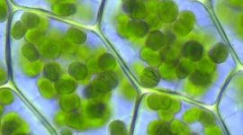 Timeline: Desde la formación de la Tierra hasta la actualidad