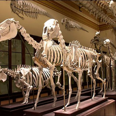 Timeline: Evaluación ABP: Una noche en el museo