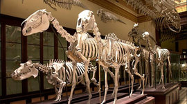 Timeline: Evaluación ABP: Una noche en el museo