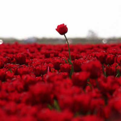 Timeline: Línea del tiempo