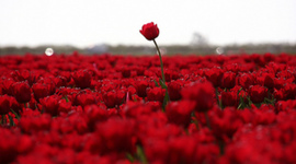 Timeline: Línea del tiempo