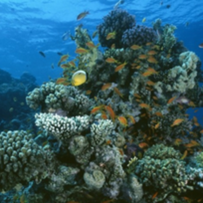 Timeline: LMS5-Jacob Wolfley-Timeline