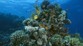 Timeline: LMS5-Jacob Wolfley-Timeline