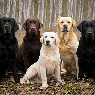 Timeline: Evolution of Dog Breeds