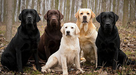 Timeline: Evolution of Dog Breeds