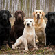 Labs