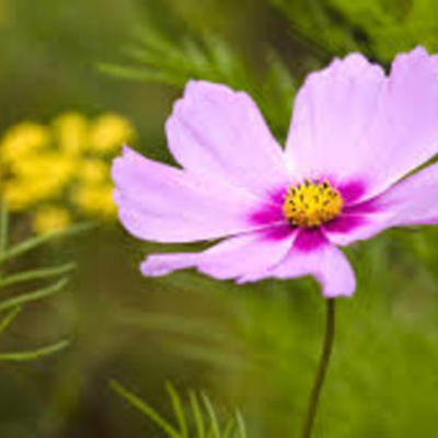 Timeline: McCallister Professional Career