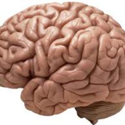 Timeline: Evolucion del cerebro humano