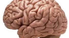 Timeline: Evolucion del cerebro humano