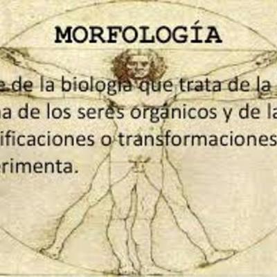 Timeline: Cronograma Morfologia 2015