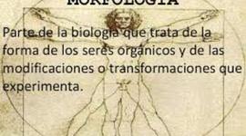 Timeline: Cronograma Morfologia 2015