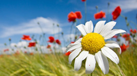 Timeline: All About Mrs. Binney