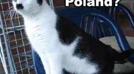 Timeline: WWII Outline