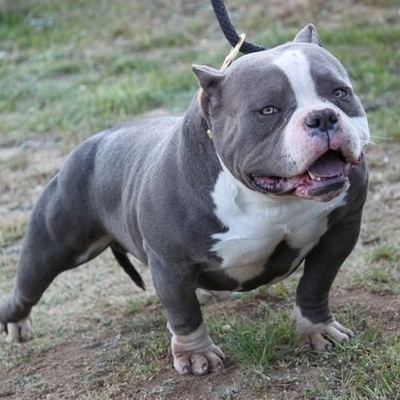 Timeline: Los Pitbull en la historia